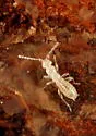Zorotypus hubbardi