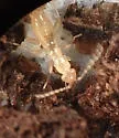 Zorotypus hubbardi - photo 4