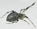 Ninja-Star Spider