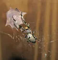 Ninja-Star Spider - photo 2