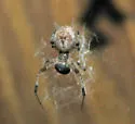Ninja-Star Spider - photo 3