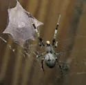 Ninja-Star Spider - photo 4