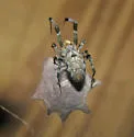 Ninja-Star Spider - photo 5