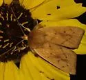 Zosteropoda clementei - Hodges#10608