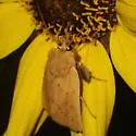 Zosteropoda clementei - Hodges#10608 - photo 2