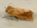 V-lined Quaker Moth - Hodges#10607