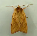 V-lined Quaker Moth - Hodges#10607 - photo 2