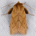 V-lined Quaker Moth - Hodges#10607 - photo 3