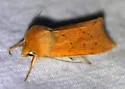 V-lined Quaker Moth - Hodges#10607 - photo 4