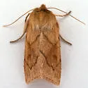 V-lined Quaker Moth - Hodges#10607 - photo 5