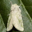 Elder Moth - Hodges#9816 - Zotheca tranquilla