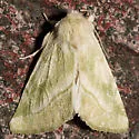 Elder Moth - Hodges#9816 - photo 2