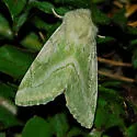 Elder Moth - Hodges#9816 - photo 4