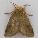 Elder Moth - Hodges#9816 - photo 5