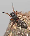 an ant-like jumping spider