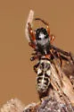 an ant-like jumping spider - photo 2