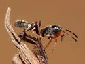 an ant-like jumping spider - photo 3