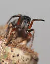 an ant-like jumping spider - photo 4