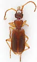 Zuphioides americanum