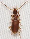 Zuphioides americanum - photo 3