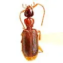 Zuphioides americanum - photo 4