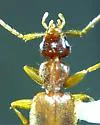 Zuphioides americanum - photo 5