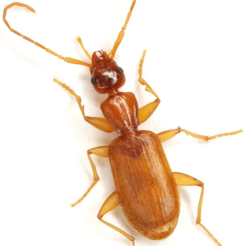 Zuphioides longicolle - photo 3