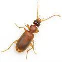 Zuphioides mexicanum