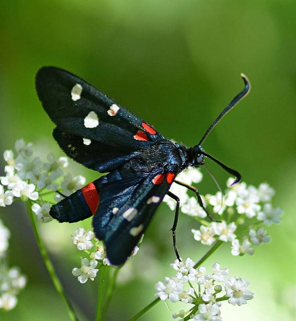 Variable Burnet - photo 2