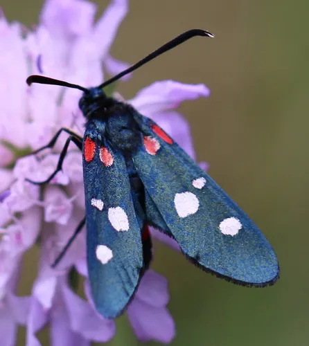 Variable Burnet - photo 3