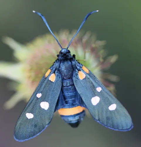 Variable Burnet - photo 4