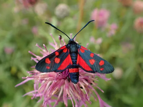 Variable Burnet - photo 5