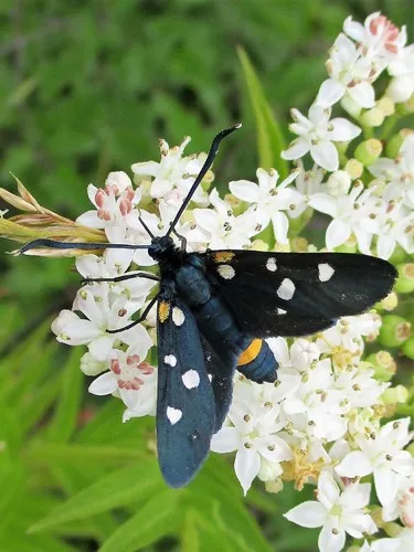 Variable Burnet - photo 6