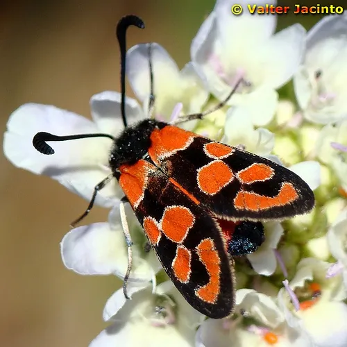 Chalk Burnet - photo 5