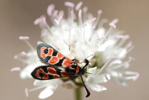 Chalk Burnet - photo 6