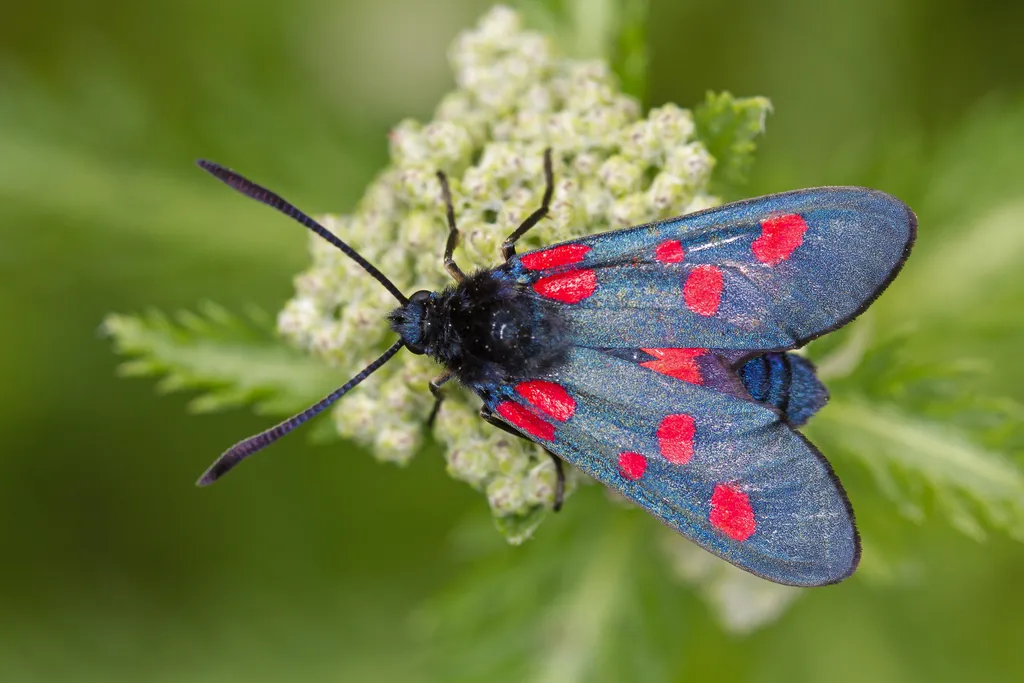 Five-spot Burnet - photo 2