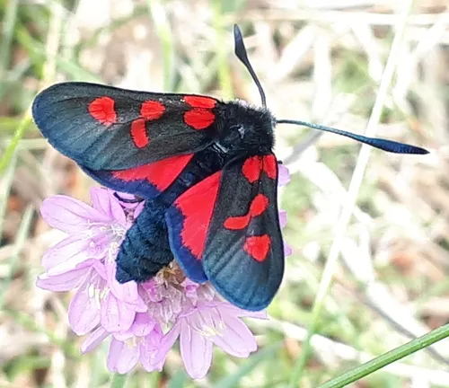 Five-spot Burnet - photo 4