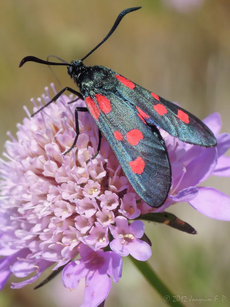 New Forest Burnet - photo 2