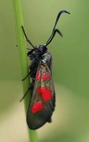 New Forest Burnet - photo 7