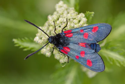 Leaf Skeletonizer Moths - photo 2