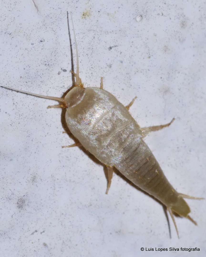 Silverfish - photo 3