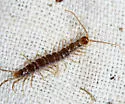 Zygethobius ecologus