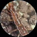 Zygethobius pontis - photo 3
