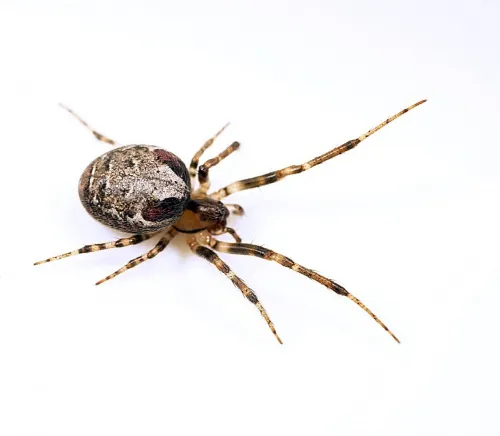 Zygiella atrica