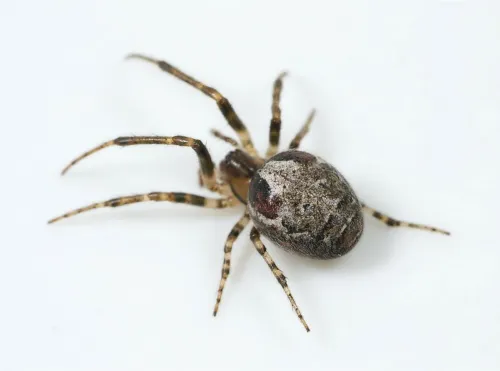 Zygiella atrica - photo 2