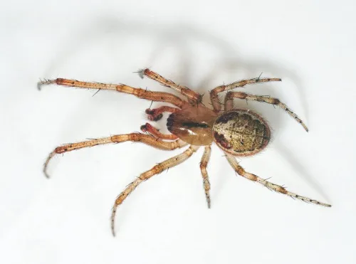 Zygiella atrica - photo 3