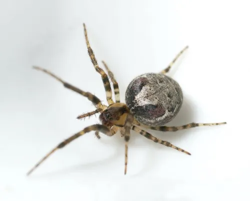 Zygiella atrica - photo 4