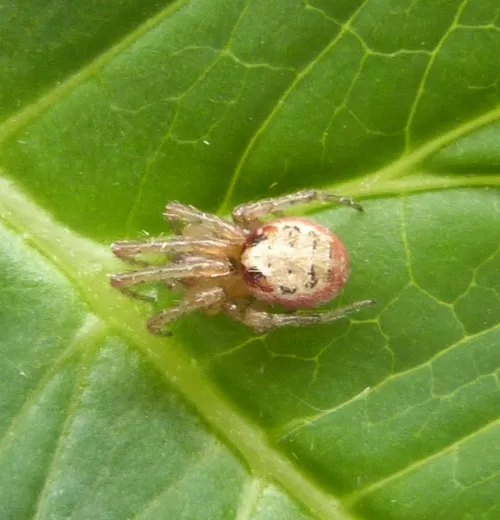 Zygiella atrica - photo 7