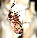 Zygiella carpenteri