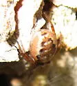 Zygiella carpenteri - photo 2